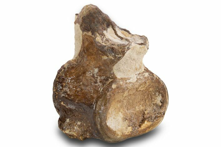 Fossil Plesiosaur Cervical Vertebra - Asfla, Morocco #334610